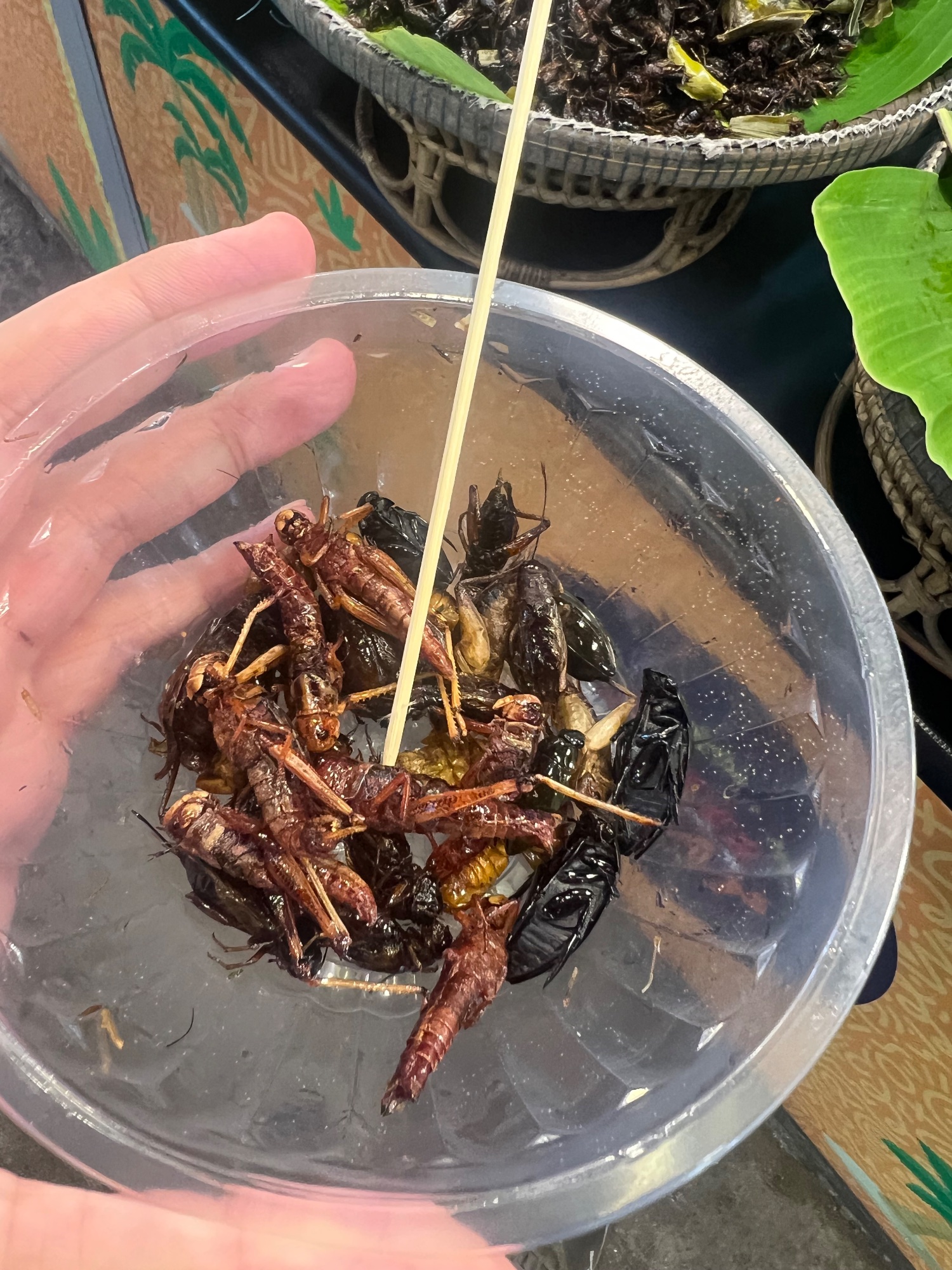 Mhh, yummy.... some thick fat beetles. 