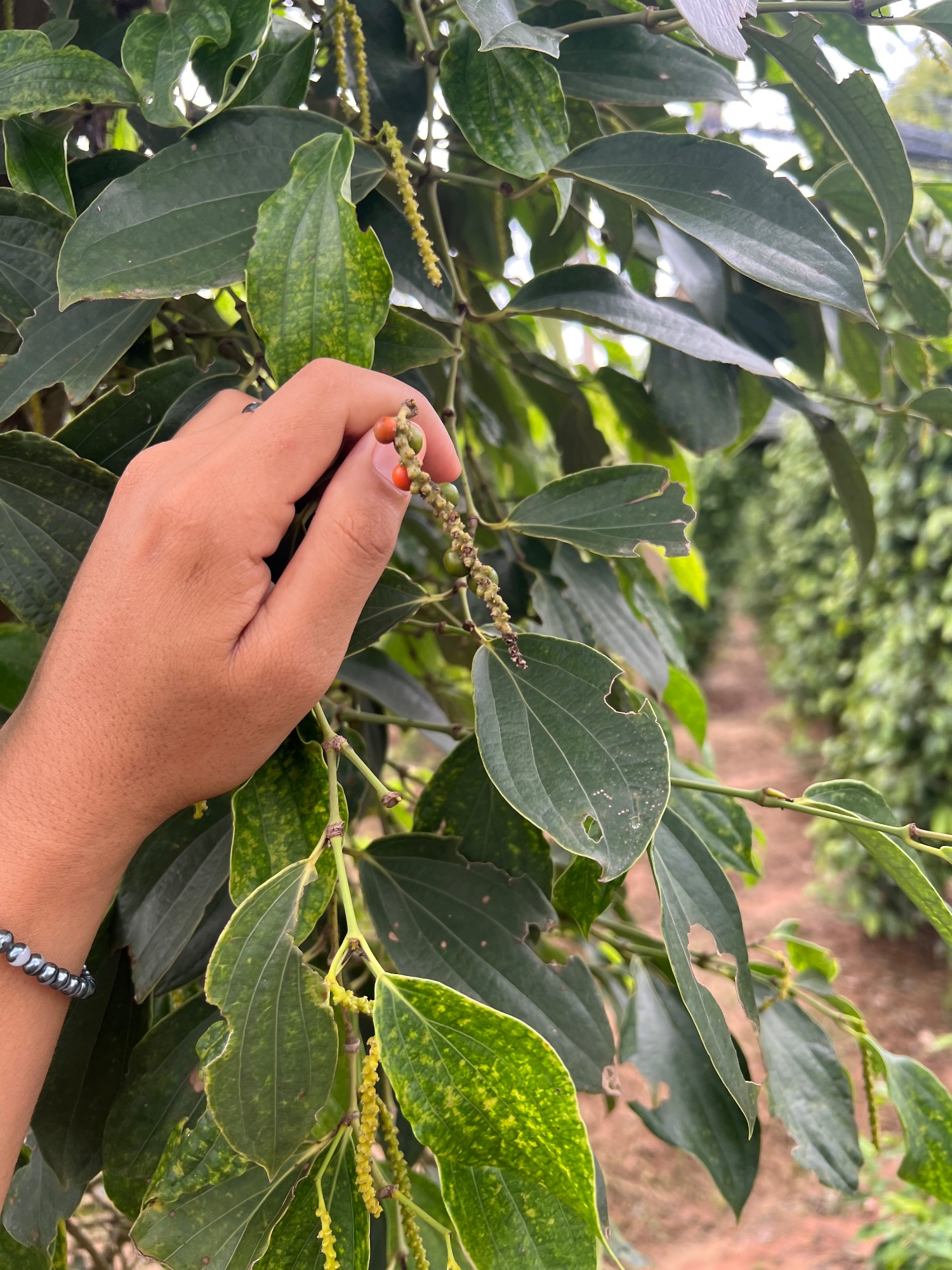 La Plantation
