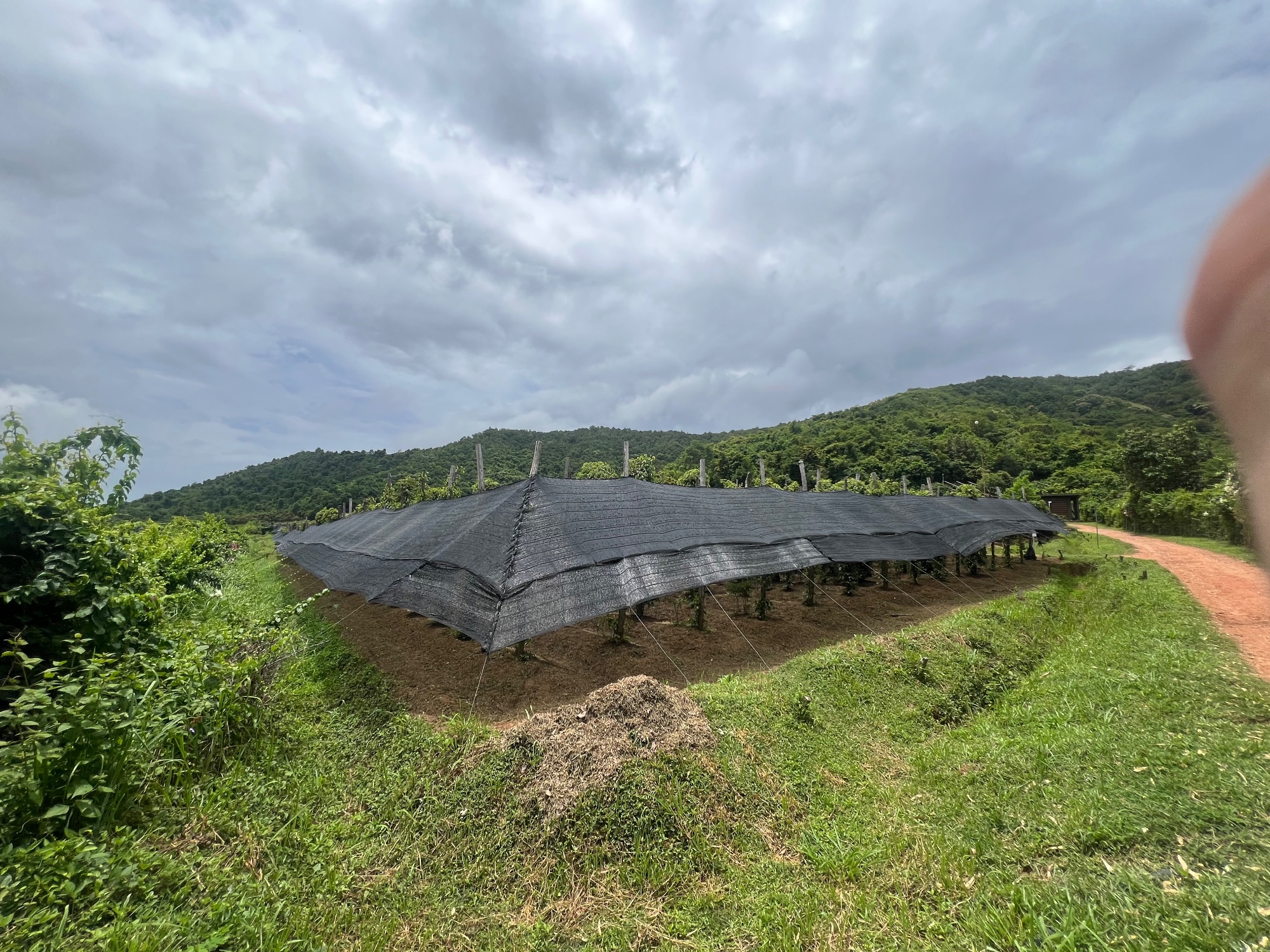 La Plantation