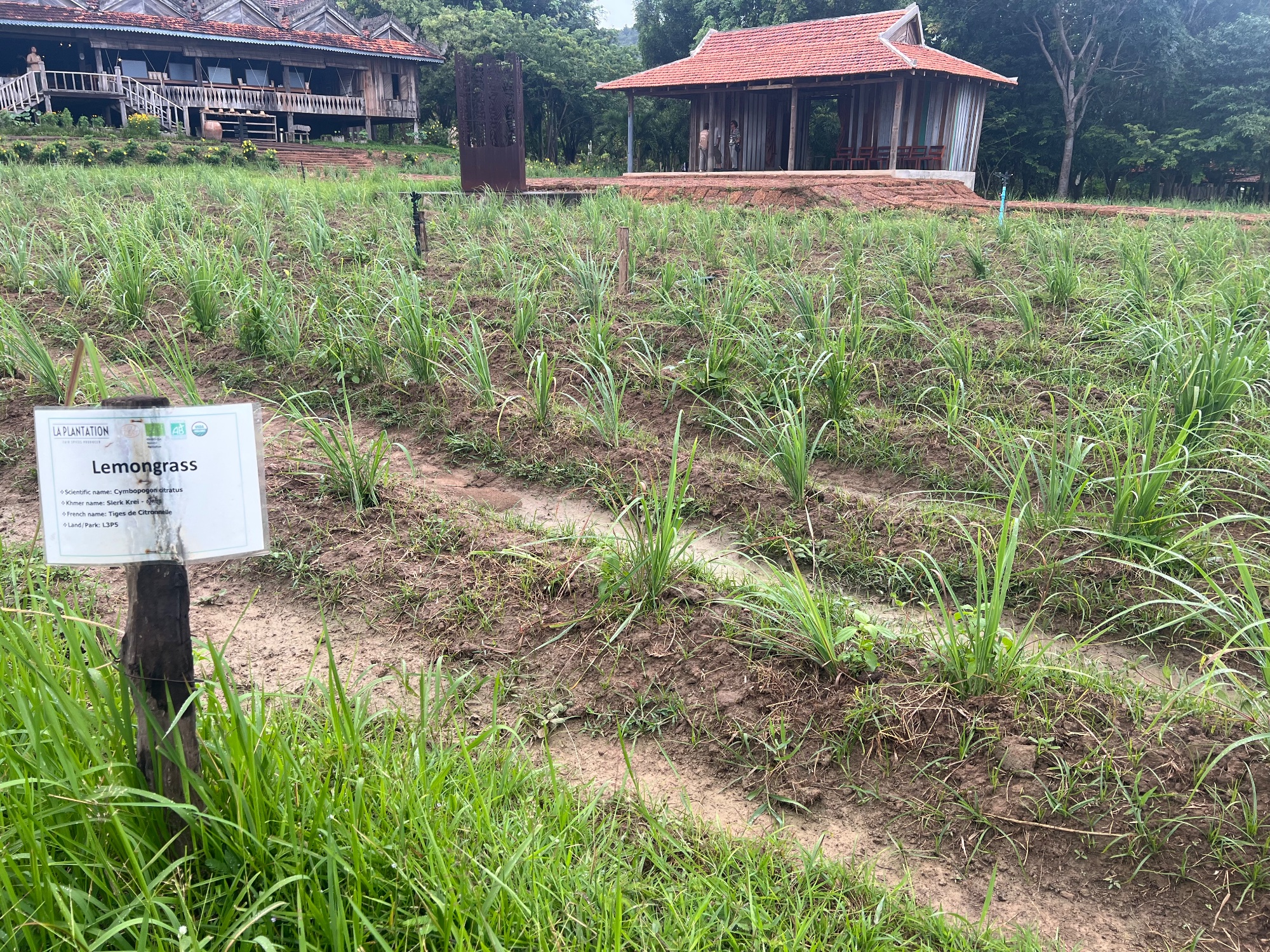 La Plantation
