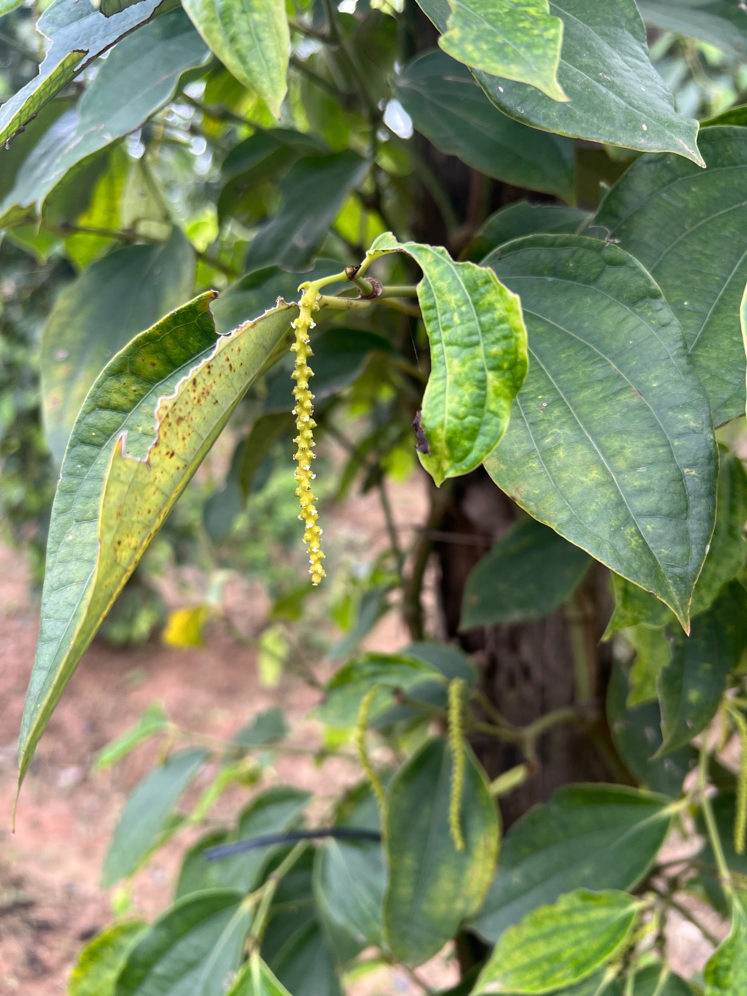 La Plantation