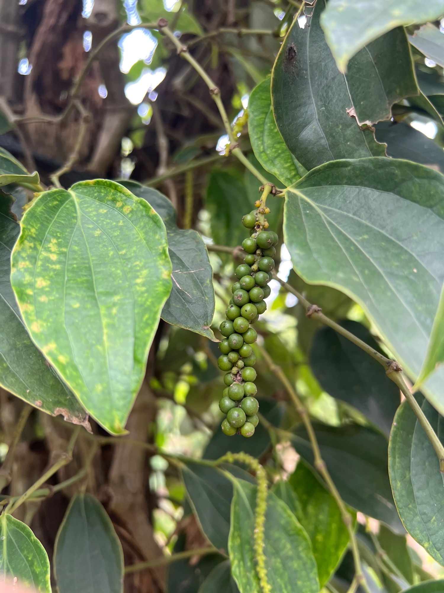 La Plantation