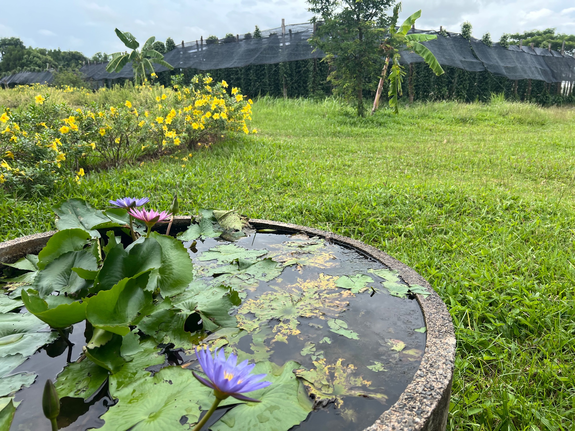 La Plantation