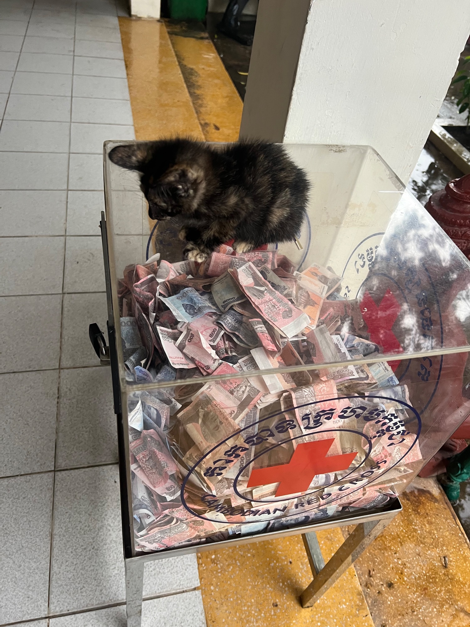 Will you donate for the little kitty?