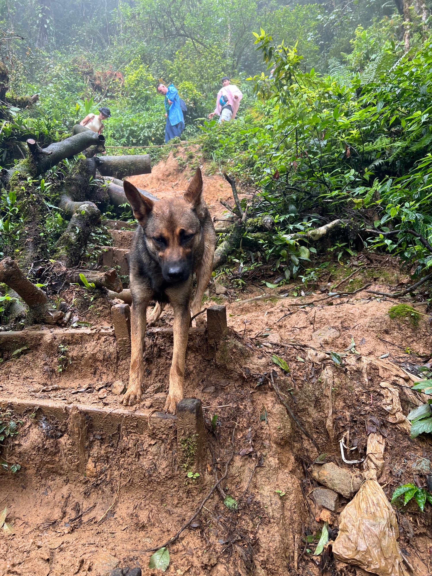 for free roaming dogs the trail was a playground. with the occasional treat.