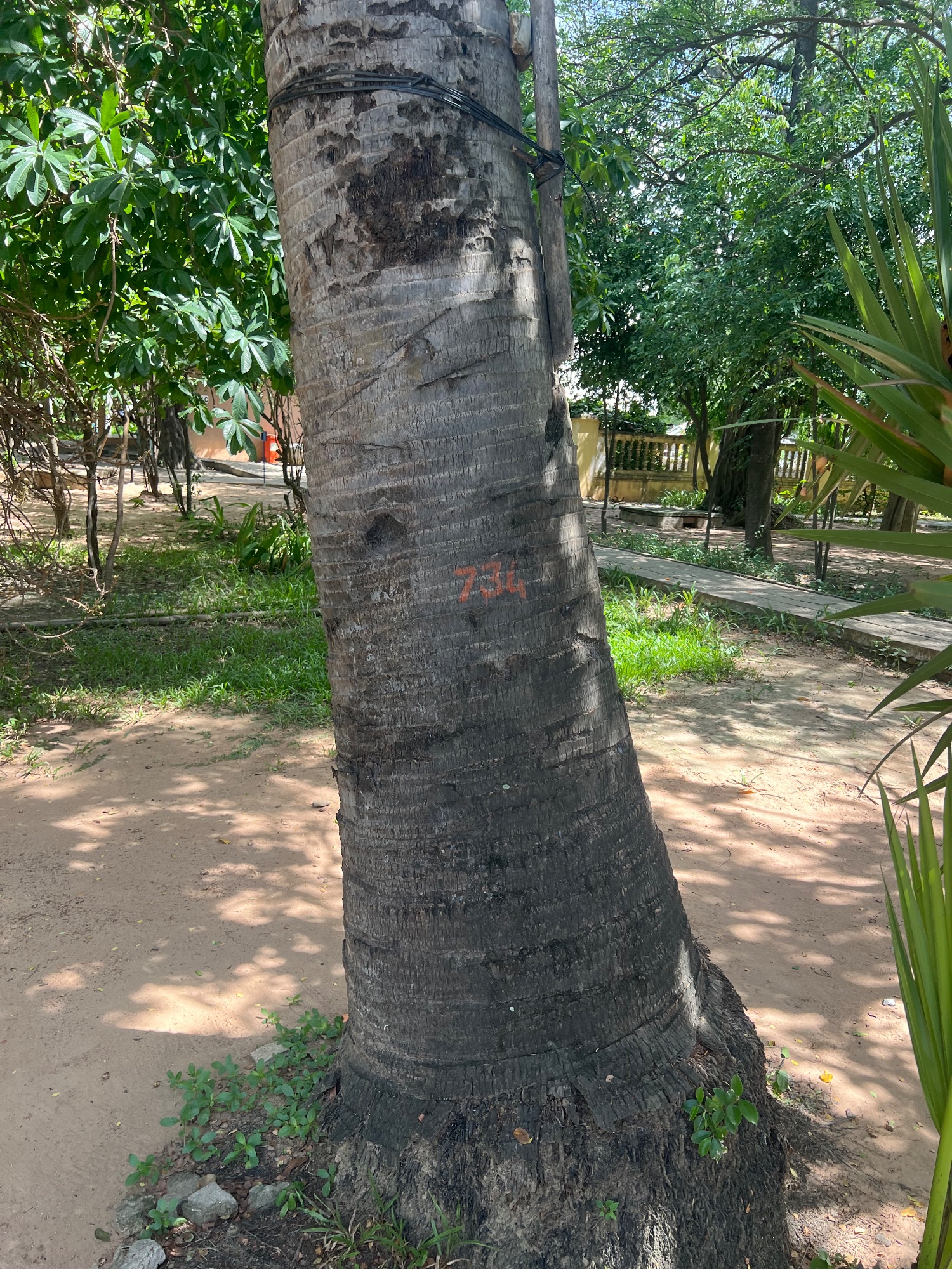 ...l lies in its bark.