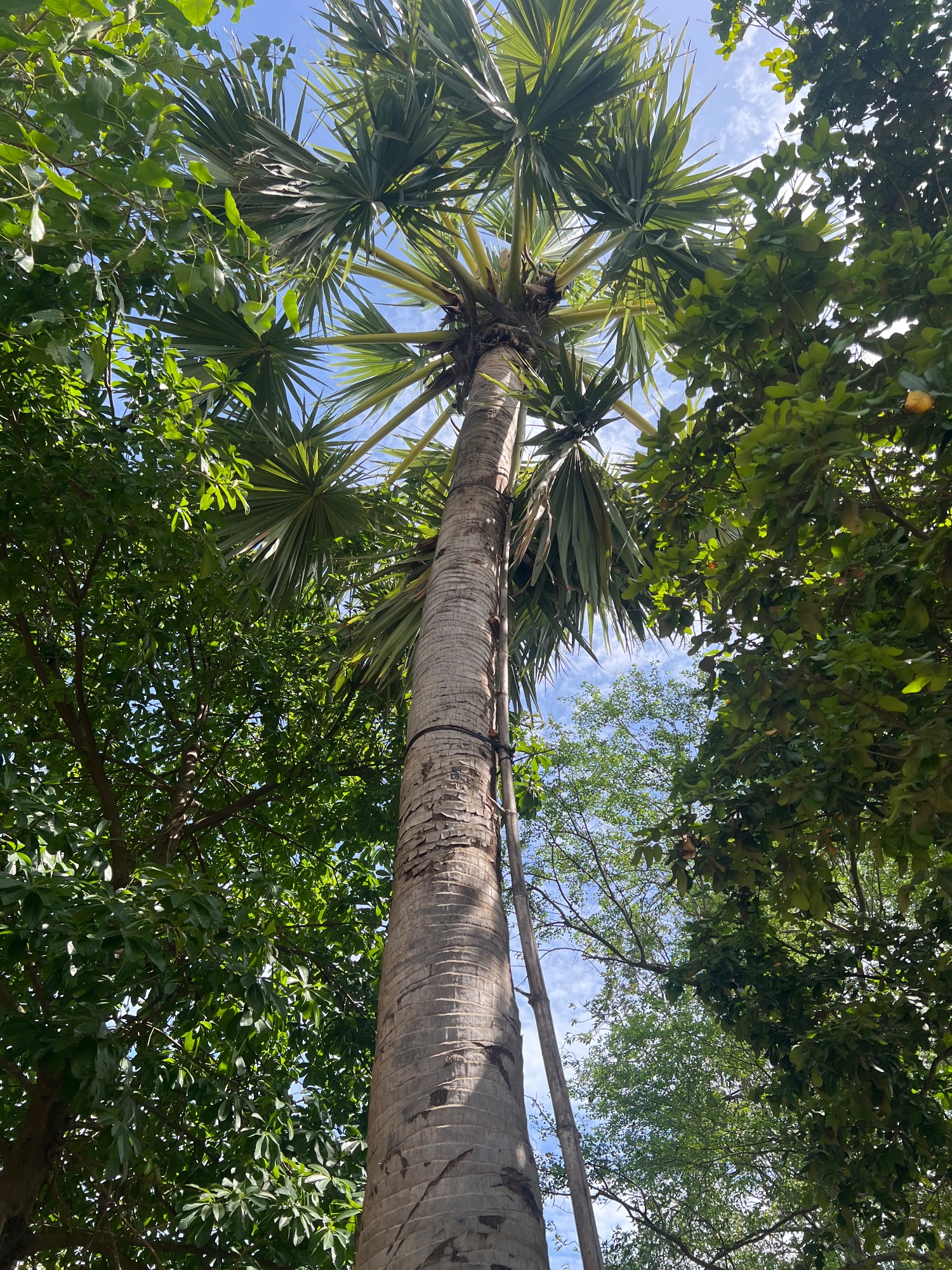 The significance of this palm tree....